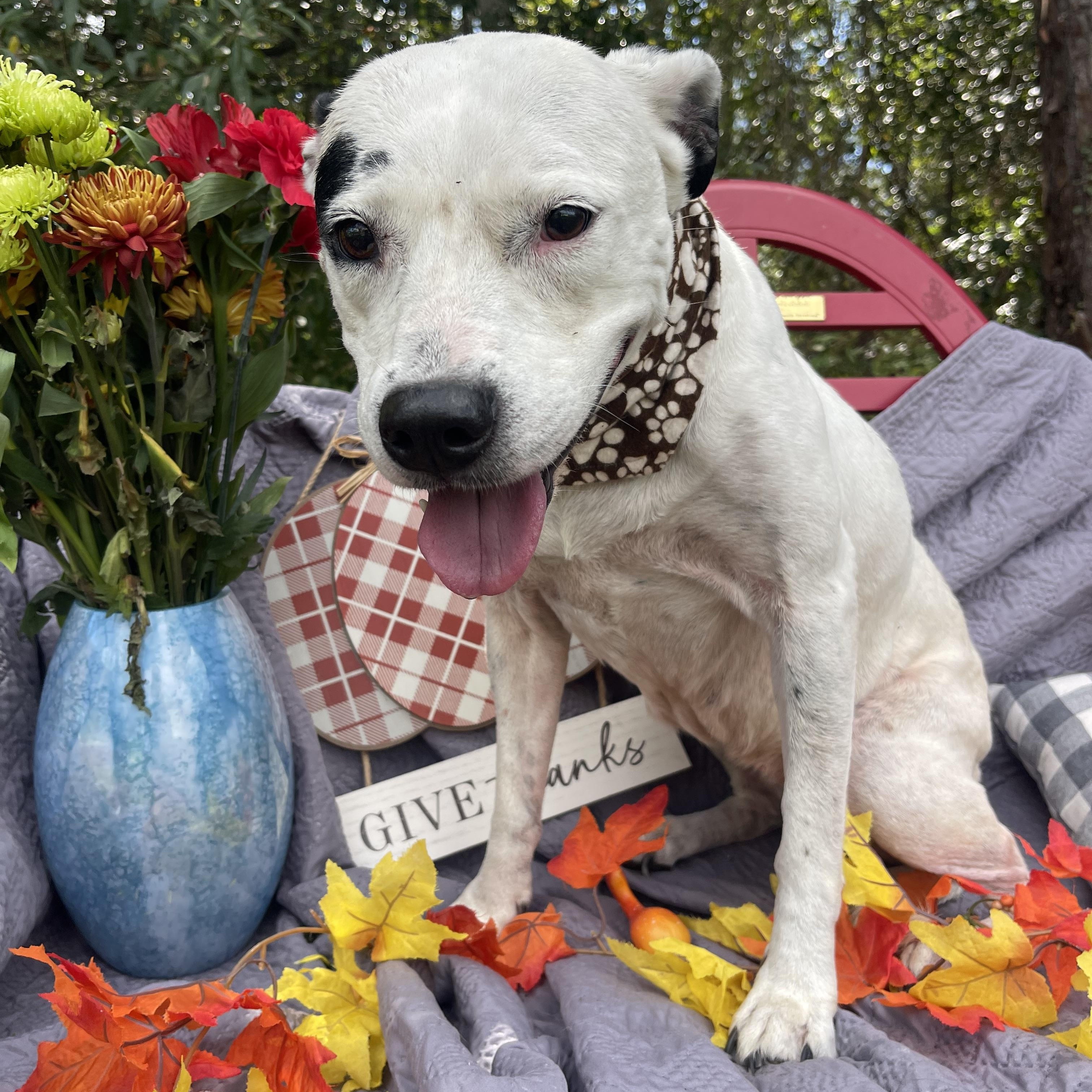 Snowball (bonded with Tater)