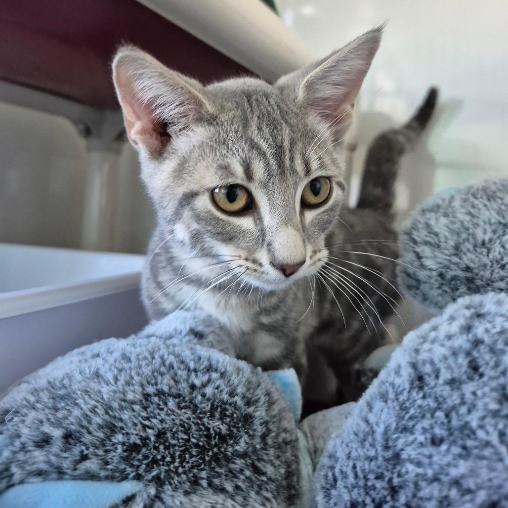 Oliver Twist, Adoptable, Kitten Male Domestic Short Hair.