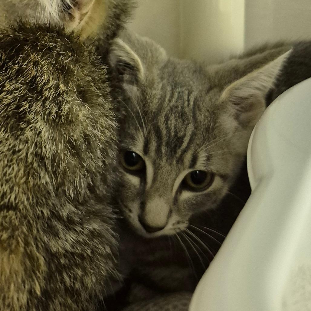 Enlarge Oliver Twist, a Adoptable Domestic Short Hair in Drumheller, AB image 2/2