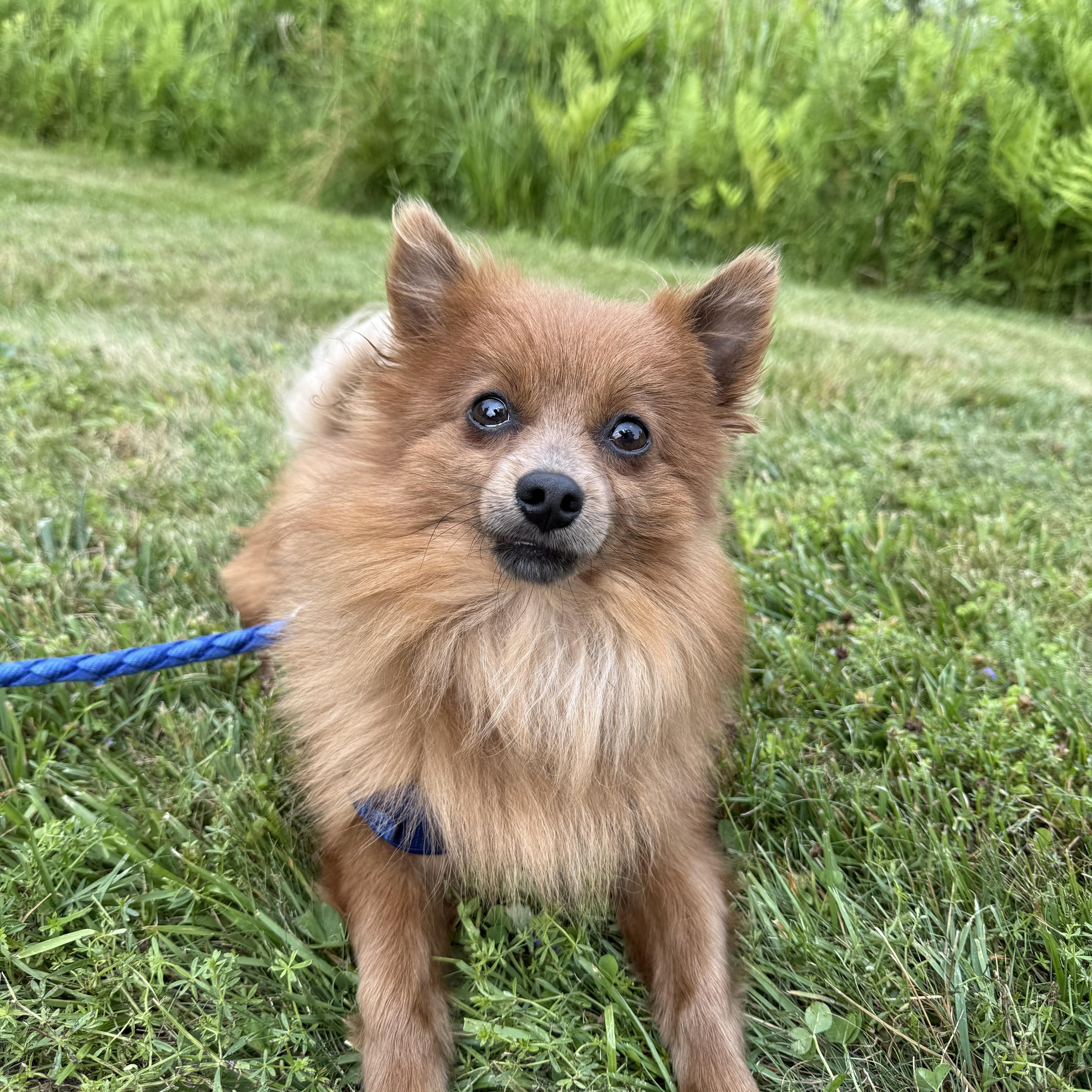 Koda, adopted, Adult Male Pomeranian.