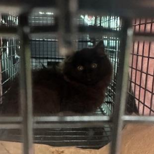 Enlarge Mr. Mousse, a Adoptable Domestic Long Hair in Estacada, OR image 1/2