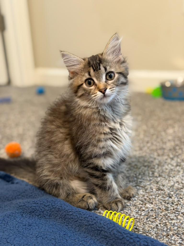 Felicity, an adopted Domestic Long Hair in Brookhaven, GA image 1/5