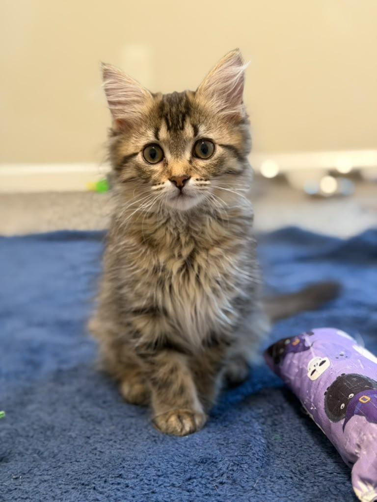 Felicity, an adopted Domestic Long Hair in Brookhaven, GA image 2/5