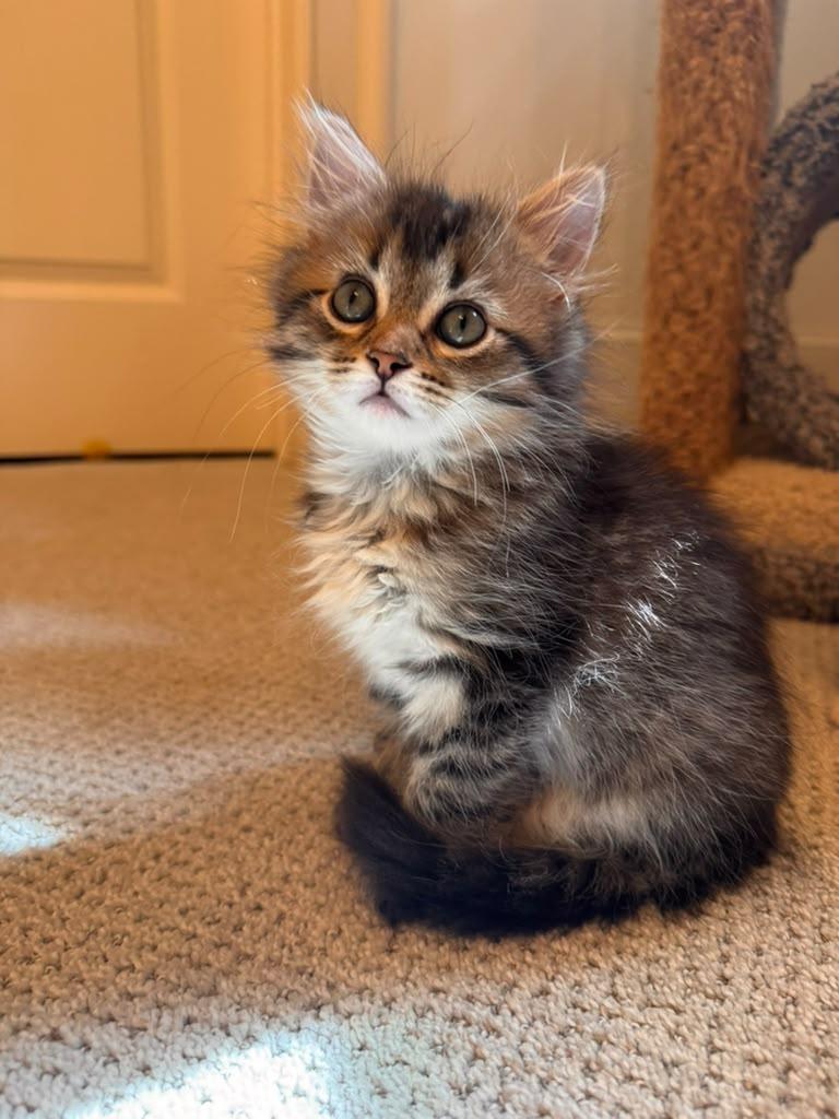 Felicity, an adopted Domestic Long Hair in Brookhaven, GA image 4/5