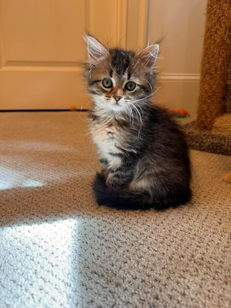 Felicity, an adopted Domestic Long Hair in Brookhaven, GA image 5/5