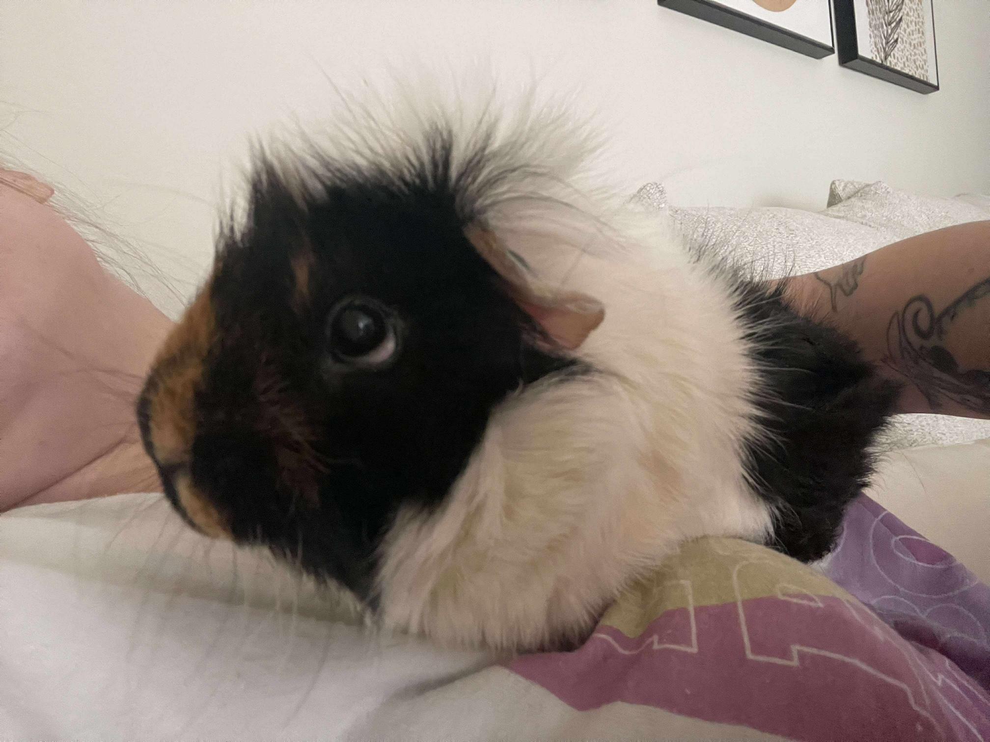 Enlarge Moo Moo and Luna, an adoptable Abyssinian in Wellington, CO image 3/4