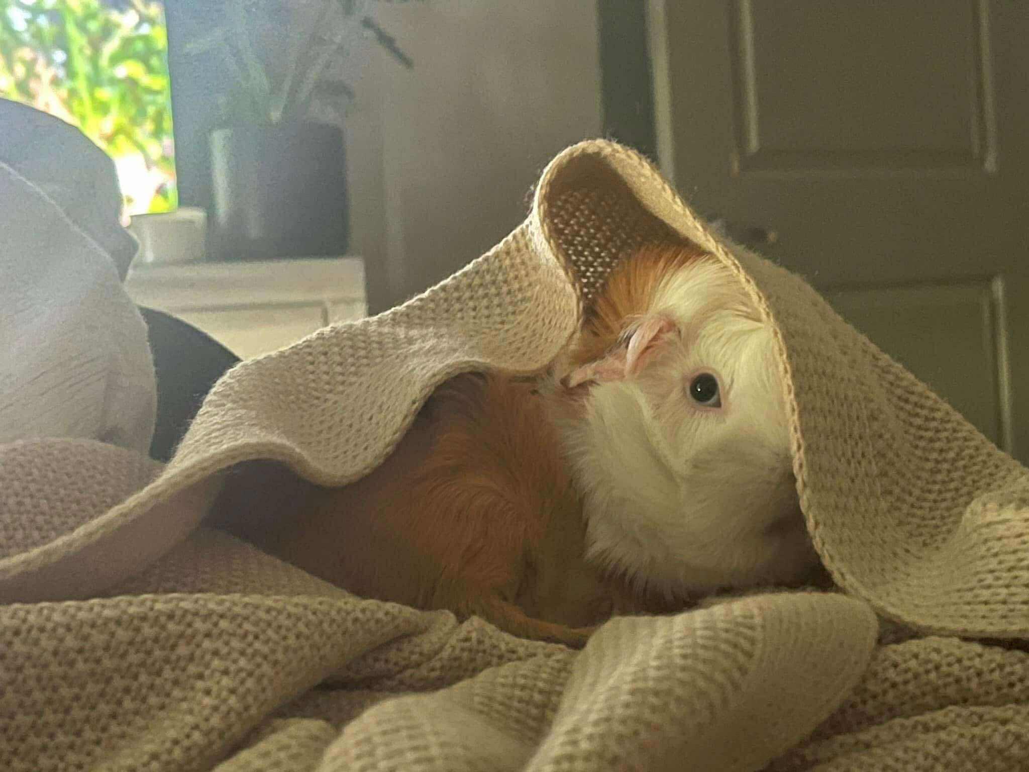 Enlarge Moo Moo and Luna, an adoptable Abyssinian in Wellington, CO image 2/4