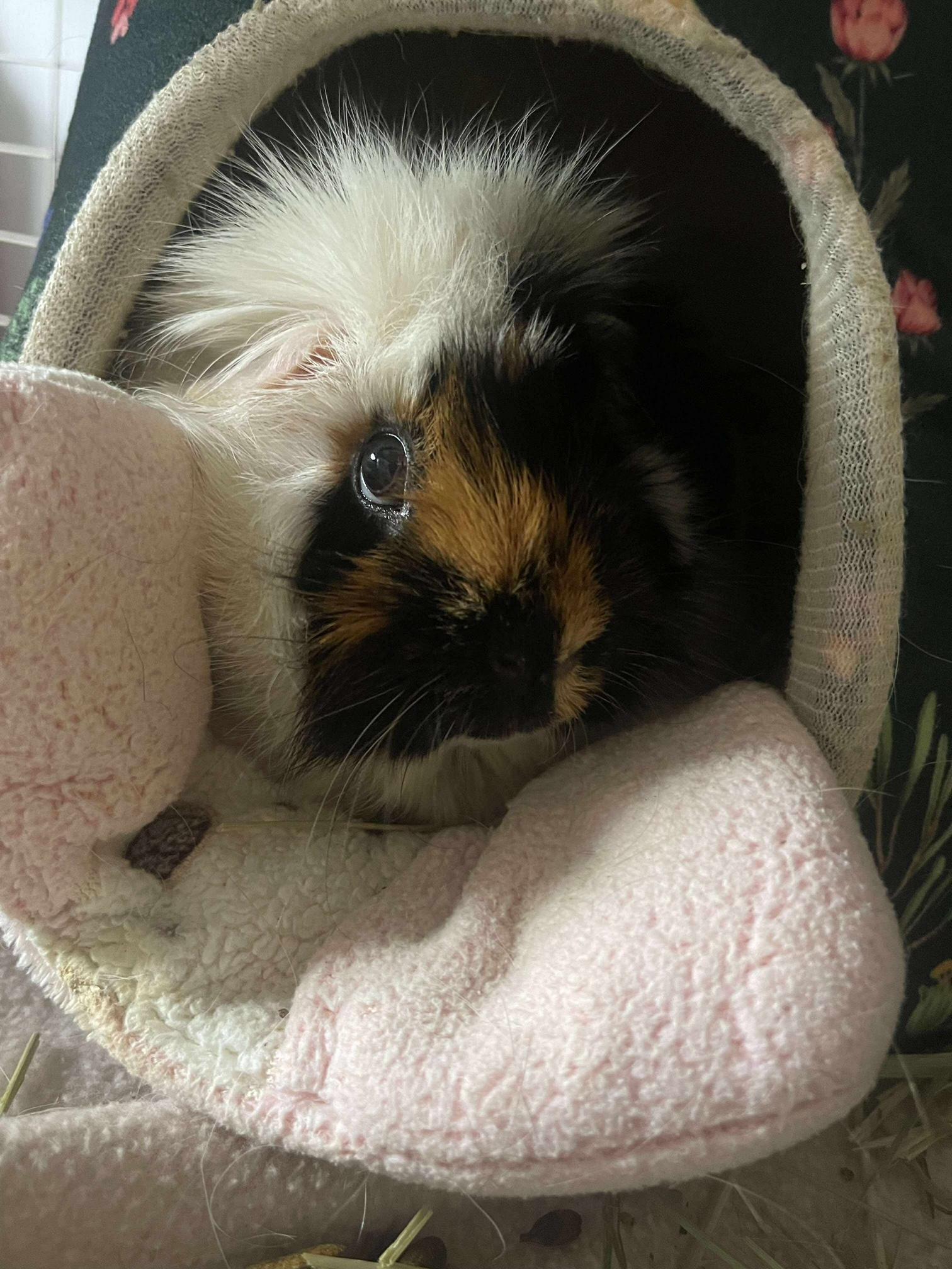 Moo Moo and Luna, adoptable, Senior Female Abyssinian.