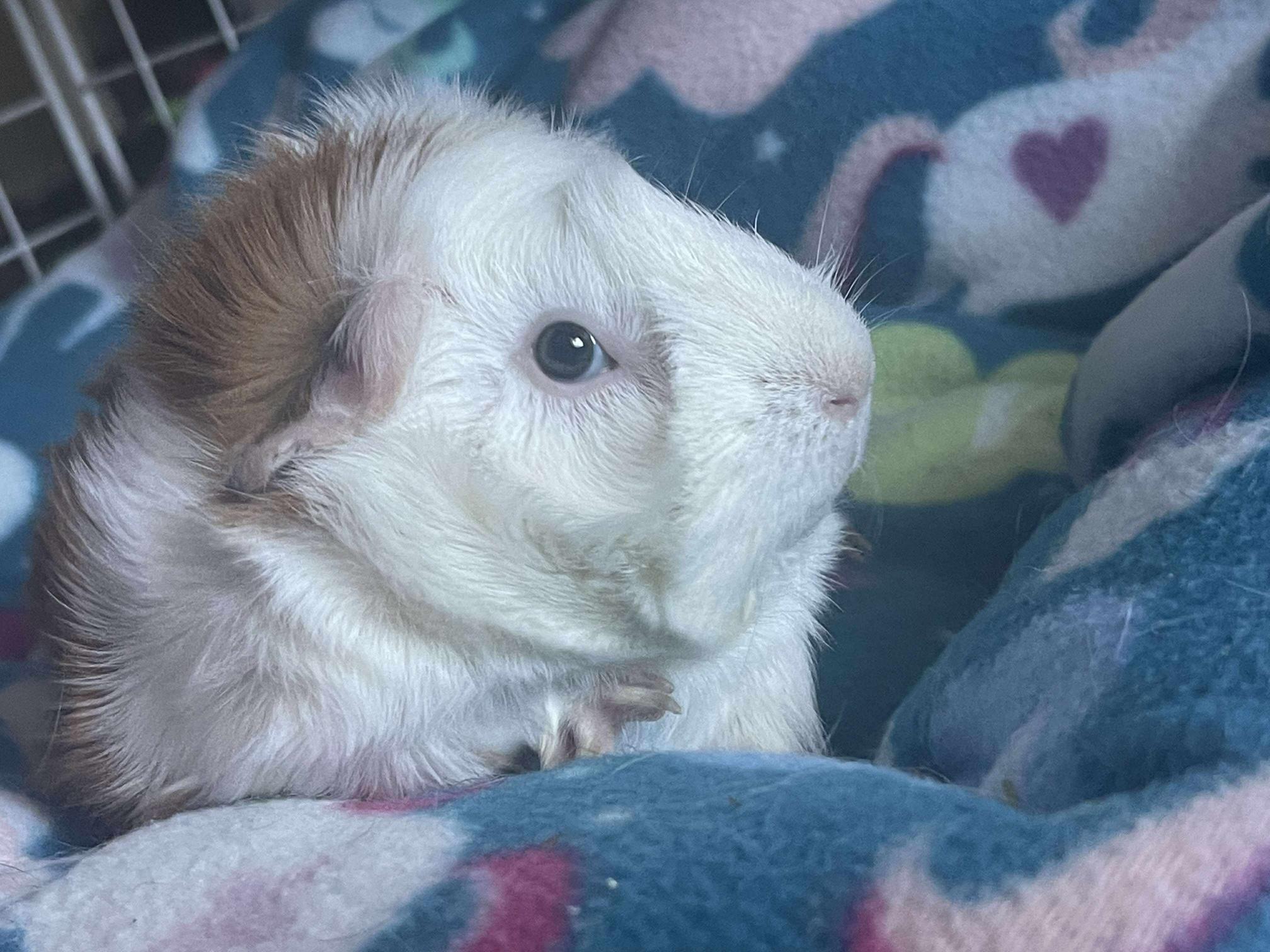 Enlarge Moo Moo and Luna, an adoptable Abyssinian in Wellington, CO image 4/4
