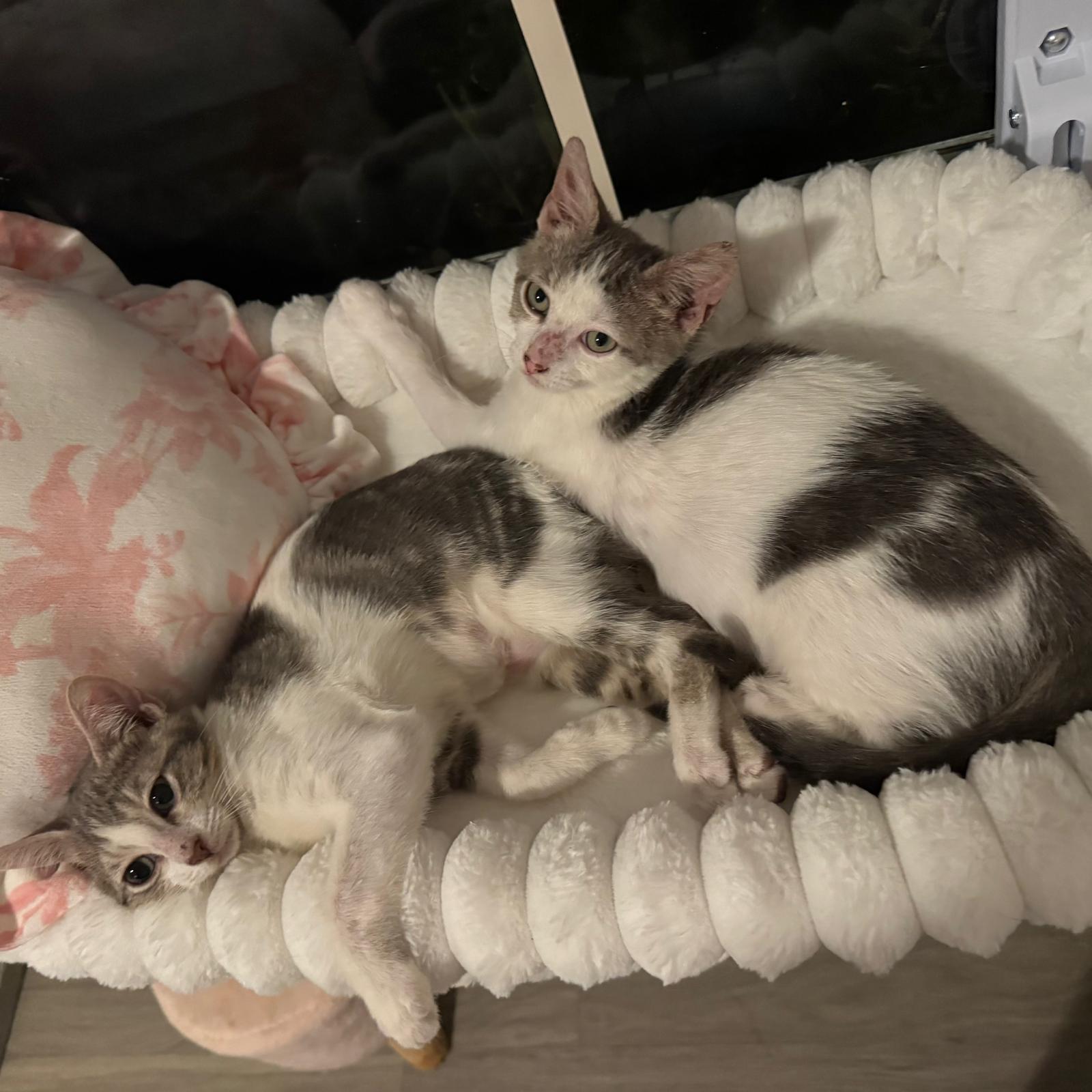 Enlarge Forest and Sage, a Adoptable Domestic Short Hair in Sunrise, FL image 2/4