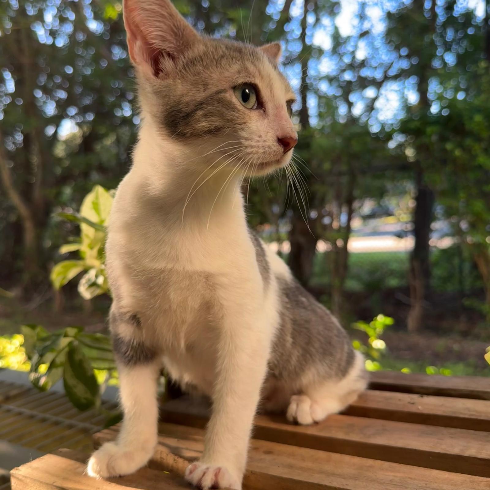 Enlarge Forest and Sage, a Adoptable Domestic Short Hair in Sunrise, FL image 4/4