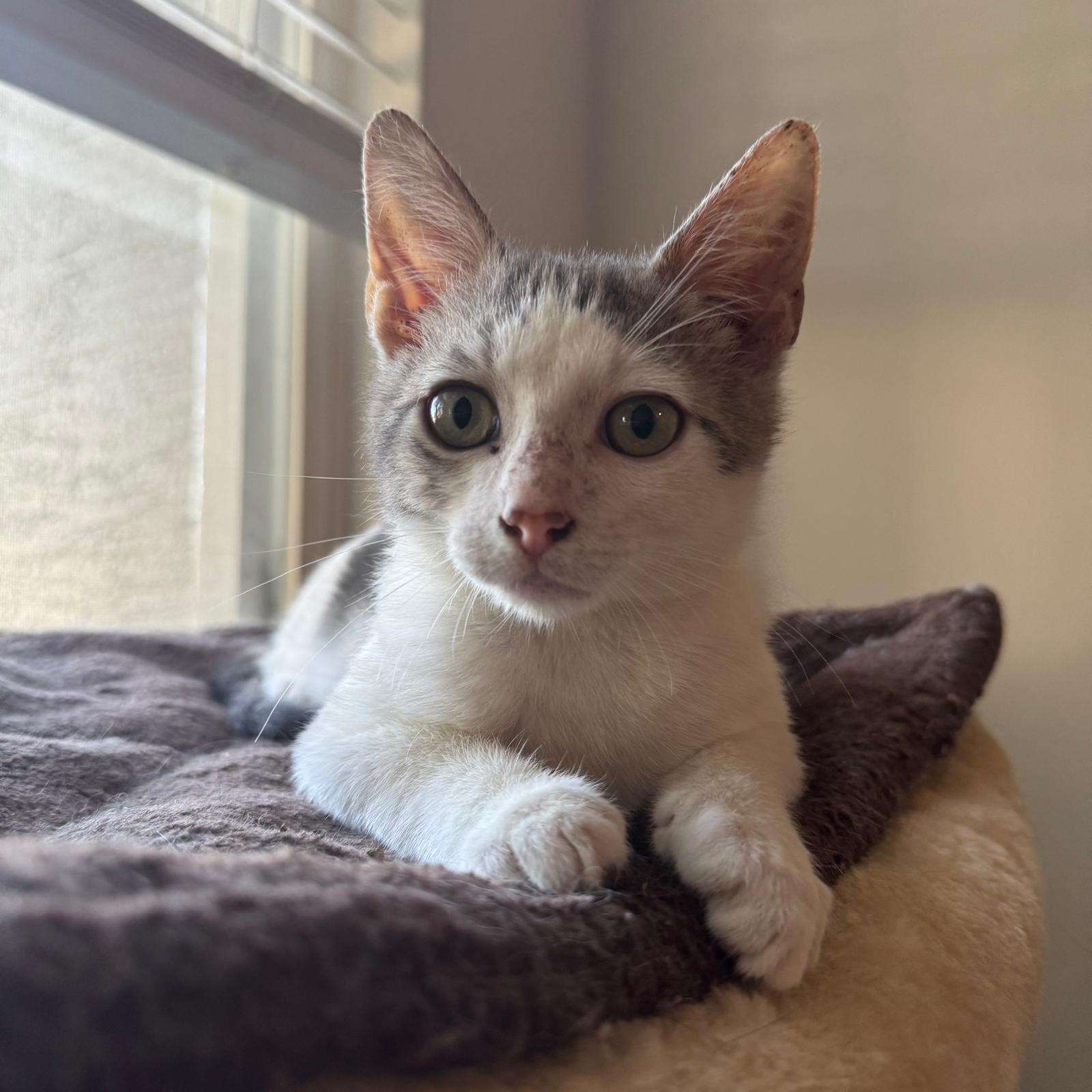 Enlarge Forest and Sage, a Adoptable Domestic Short Hair in Sunrise, FL image 3/4