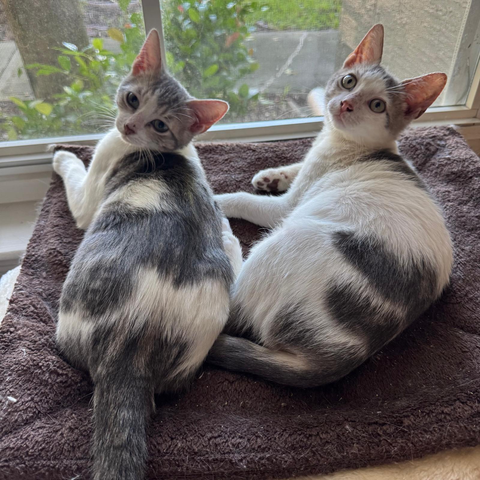 Forest and Sage, Adoptable, Kitten Male Domestic Short Hair.