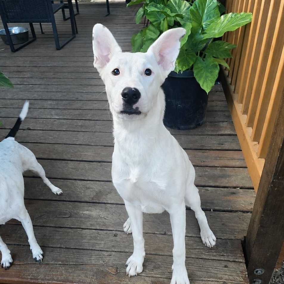 Enlarge Willow, an adopted mixed breed in Elk Grove Village, IL image 2/6
