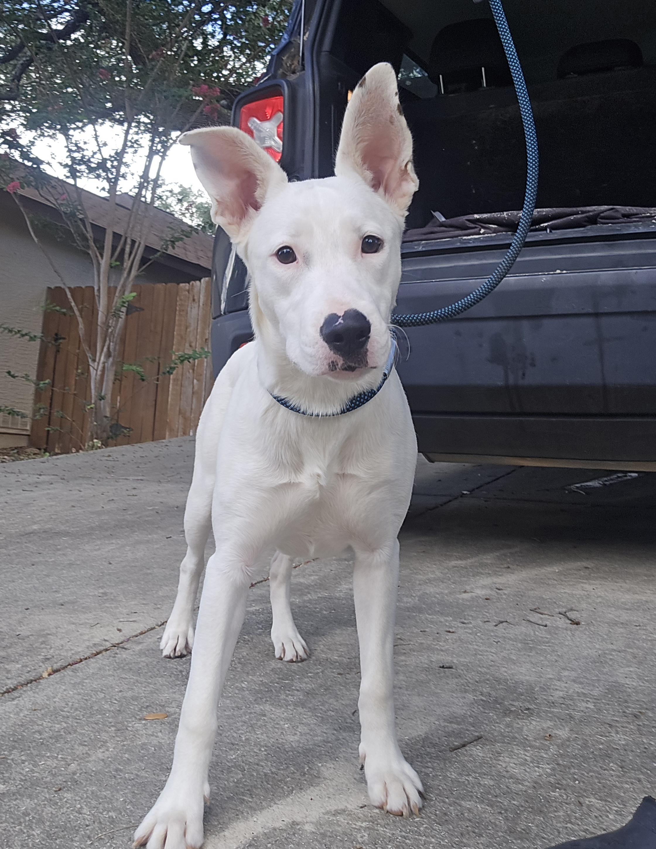 Enlarge Willow, an adopted mixed breed in Elk Grove Village, IL image 5/6
