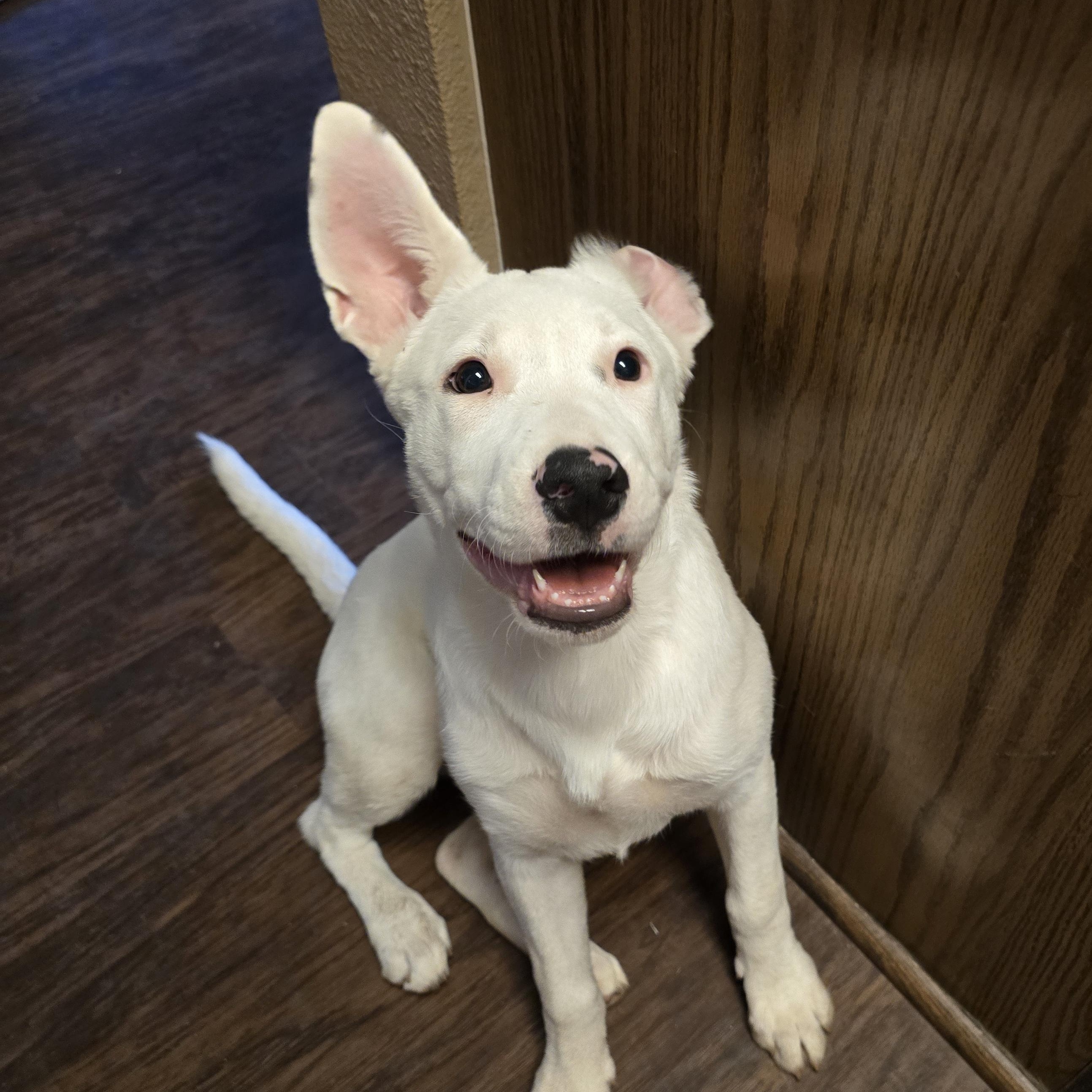 Enlarge Willow, an adopted mixed breed in Elk Grove Village, IL image 3/6