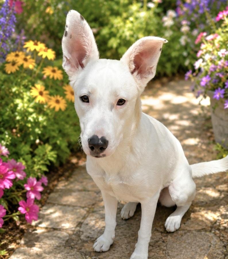 Willow, adopted, Puppy Female Shepherd & Labrador Retriever.