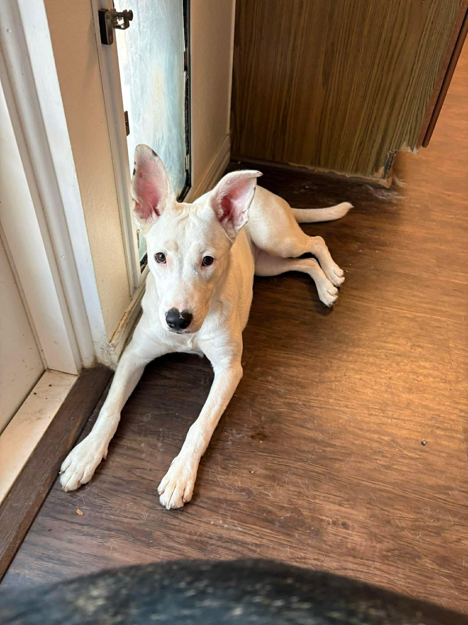 Enlarge Willow, an adopted mixed breed in Elk Grove Village, IL image 6/6