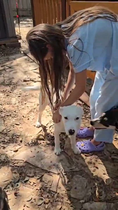 Enlarge Willow, an adopted mixed breed in Elk Grove Village, IL video 4/6