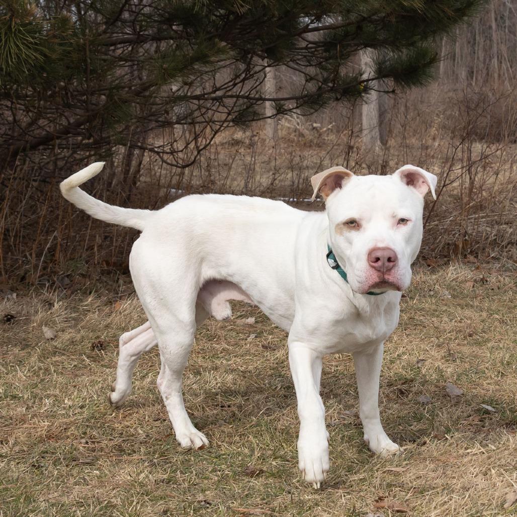 Blue, Adoptable, Adult Male Terrier & Mixed Breed.