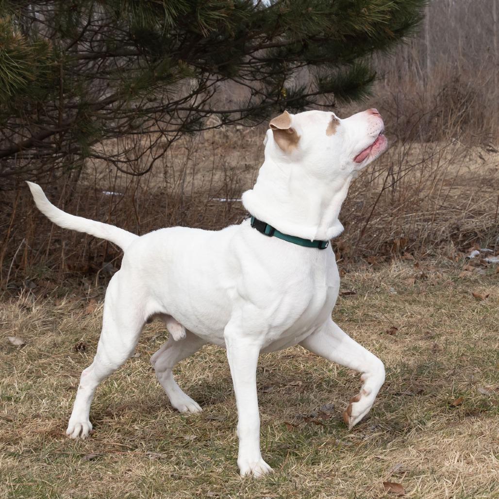 Enlarge Blue, a Adoptable mixed breed in Erie, PA image 2/6