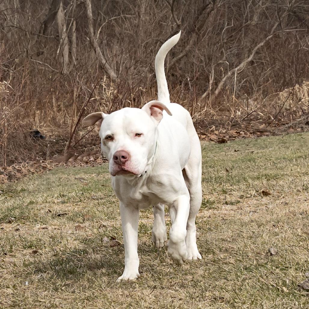 Enlarge Blue, a Adoptable mixed breed in Erie, PA image 3/6