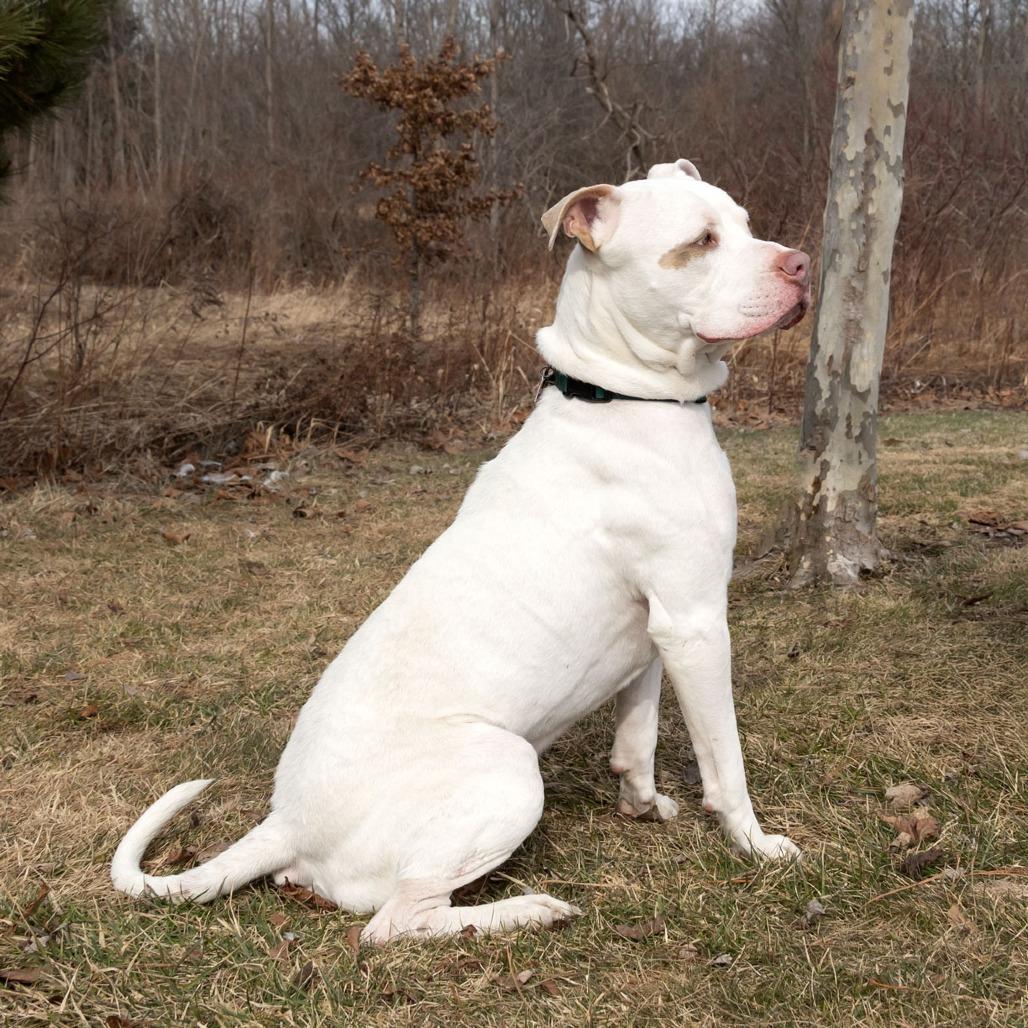 Enlarge Blue, a Adoptable mixed breed in Erie, PA image 2/6