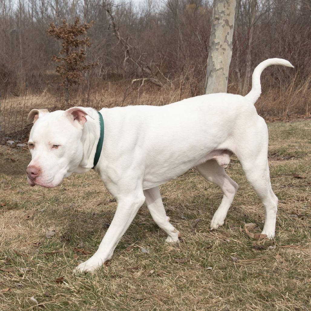 Enlarge Blue, a Adoptable mixed breed in Erie, PA image 3/6