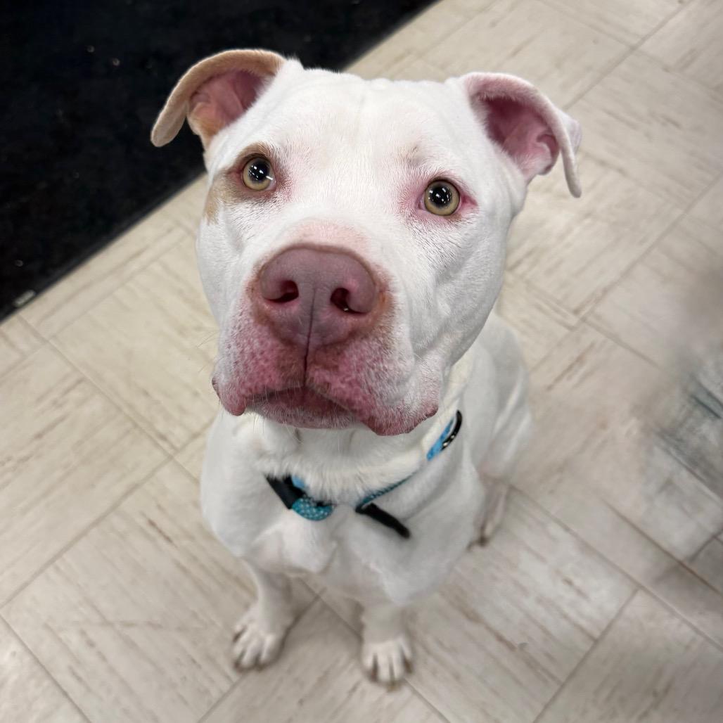 Enlarge Blue, a Adoptable mixed breed in Erie, PA image 4/6