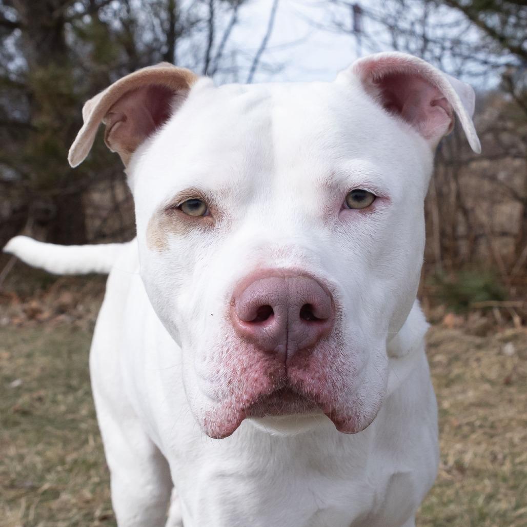 Enlarge Blue, a Adoptable mixed breed in Erie, PA image 4/6