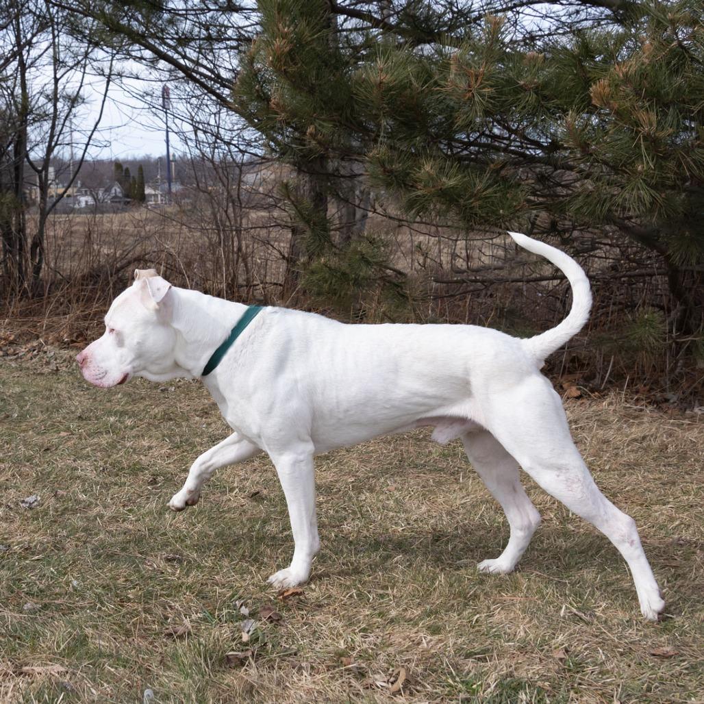 Enlarge Blue, a Adoptable mixed breed in Erie, PA image 5/6
