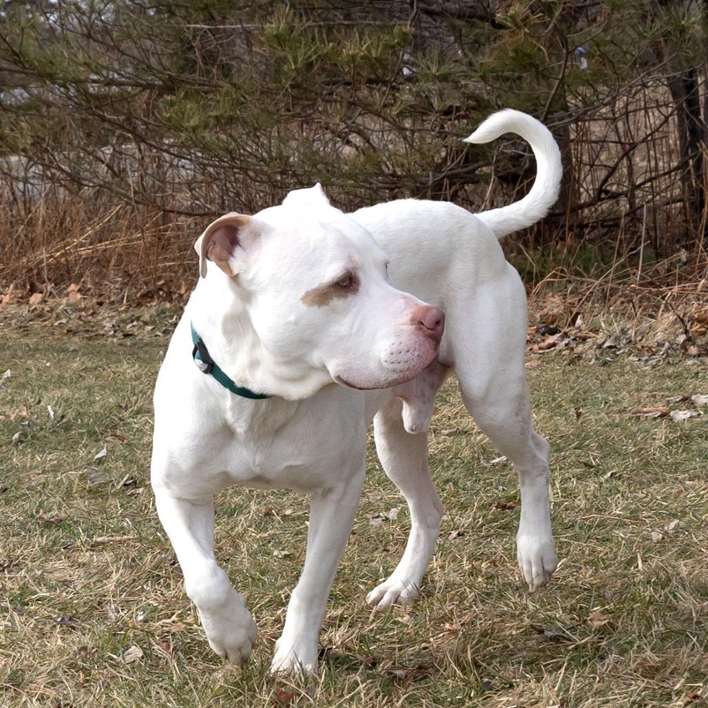 Enlarge Blue, a Adoptable mixed breed in Erie, PA image 6/6