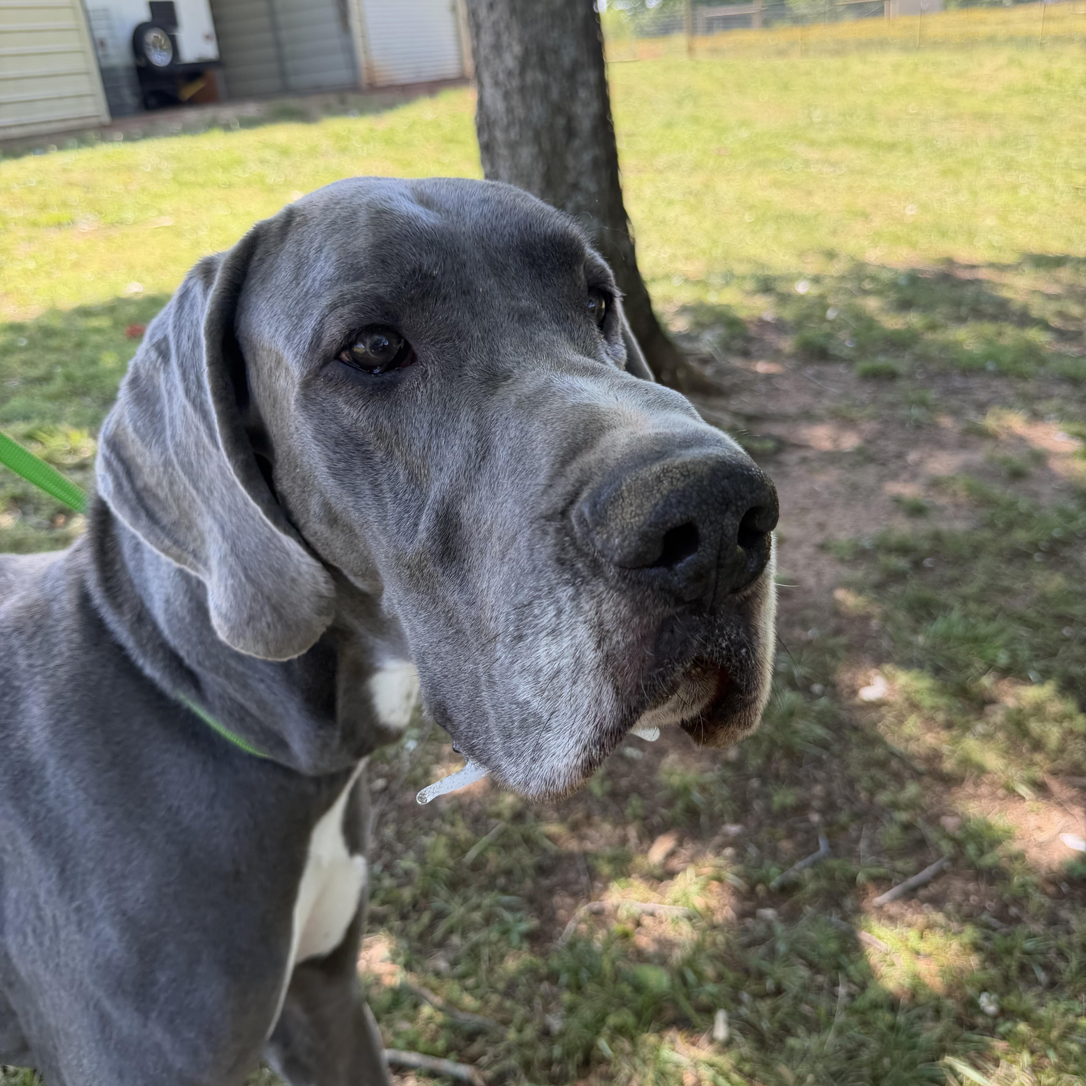 Enlarge Anakin, a ADOPTABLE Great Dane in Williamston, SC image 1/1