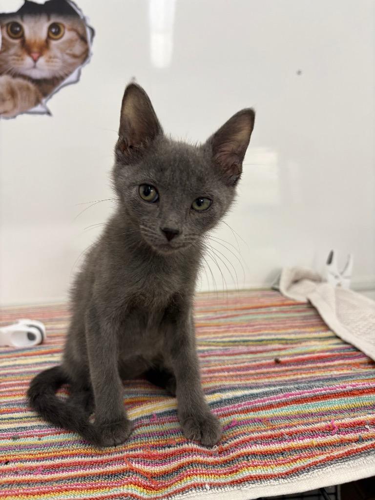Little smoke, Adoptable, Young Male Domestic Short Hair.