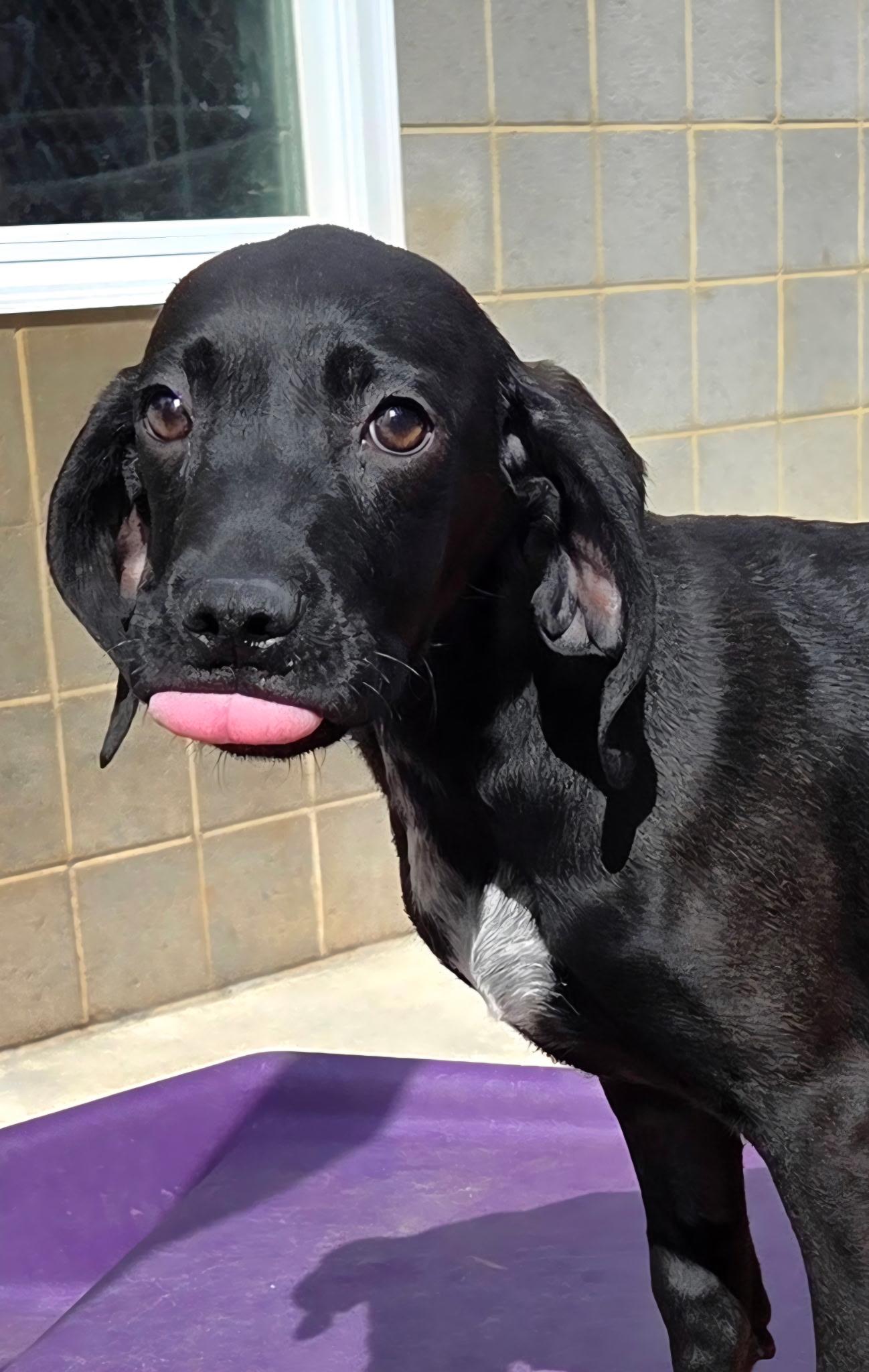 Enlarge Cranberry, a ADOPTABLE mixed breed in Franklin, NC image 2/3