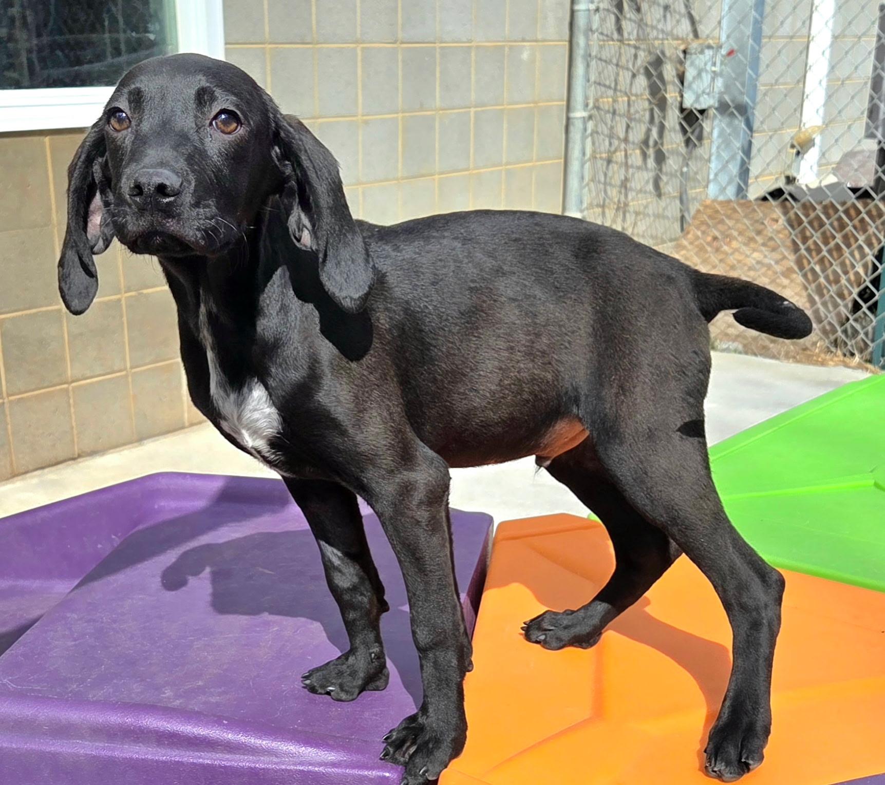 Enlarge Cranberry, a ADOPTABLE mixed breed in Franklin, NC image 3/3