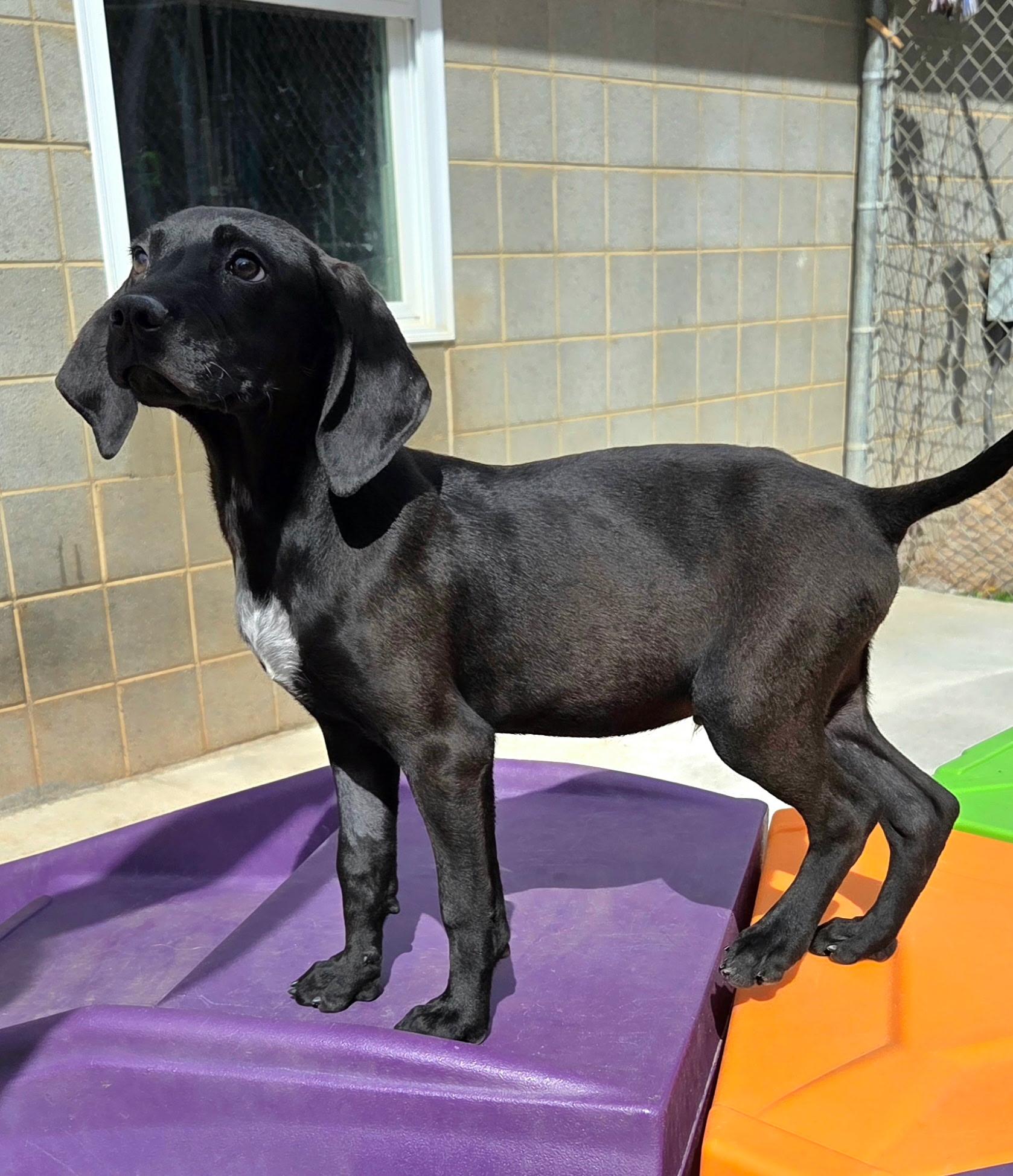 Cranberry, ADOPTABLE, Young Male Hound.