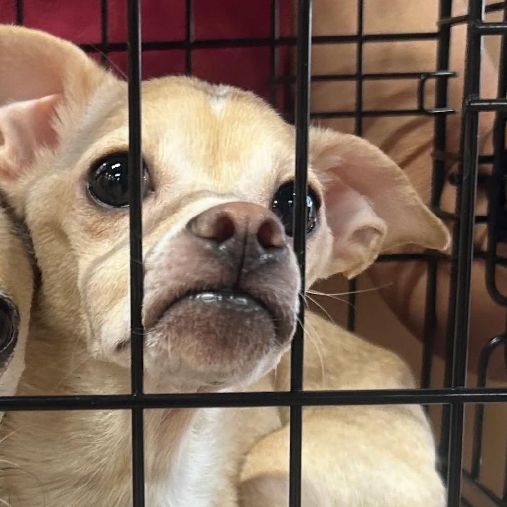 Princess OS NV, Adoptable, Adult Female Chihuahua.