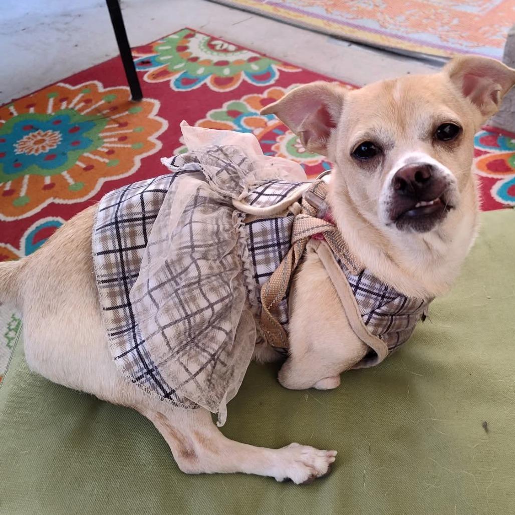 Princess OS NV, a Adoptable Chihuahua in Las Vegas, NV image 3/5