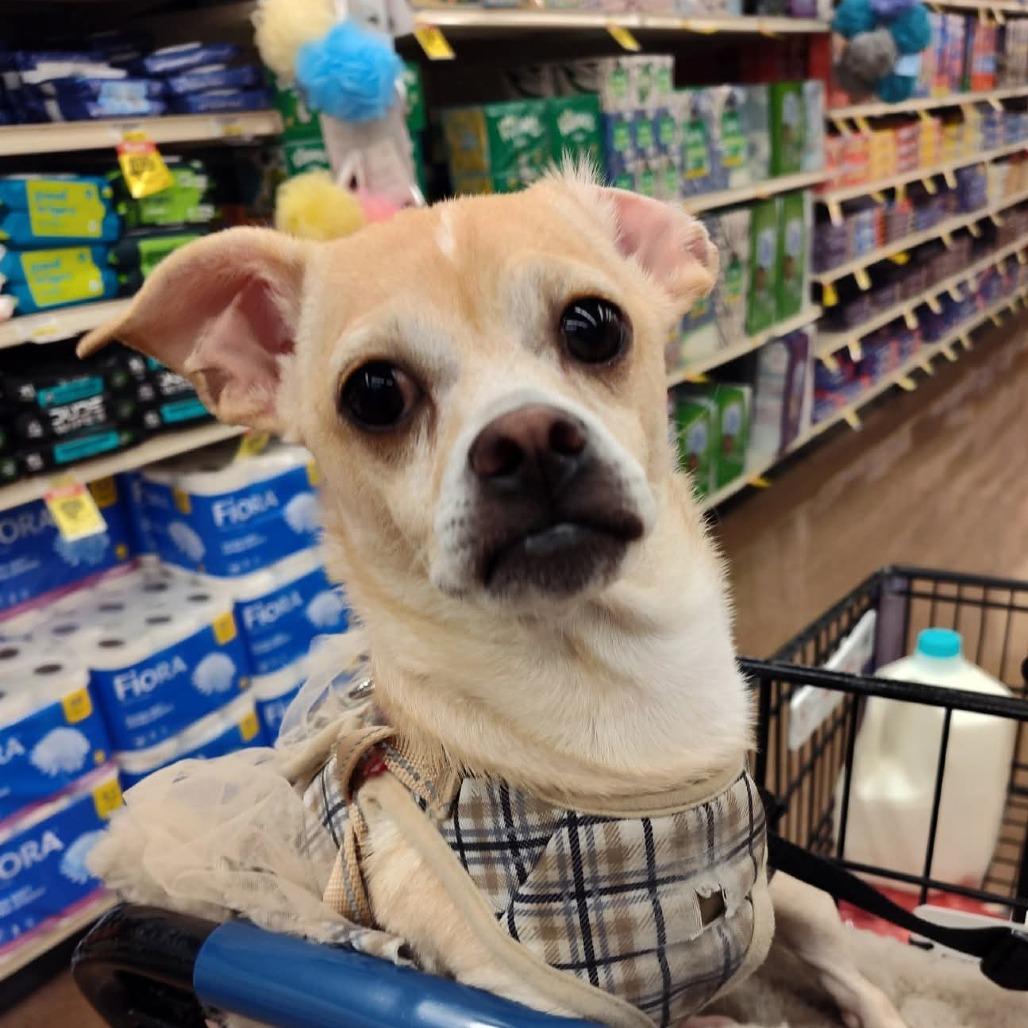 Princess OS NV, a Adoptable Chihuahua in Las Vegas, NV image 4/5