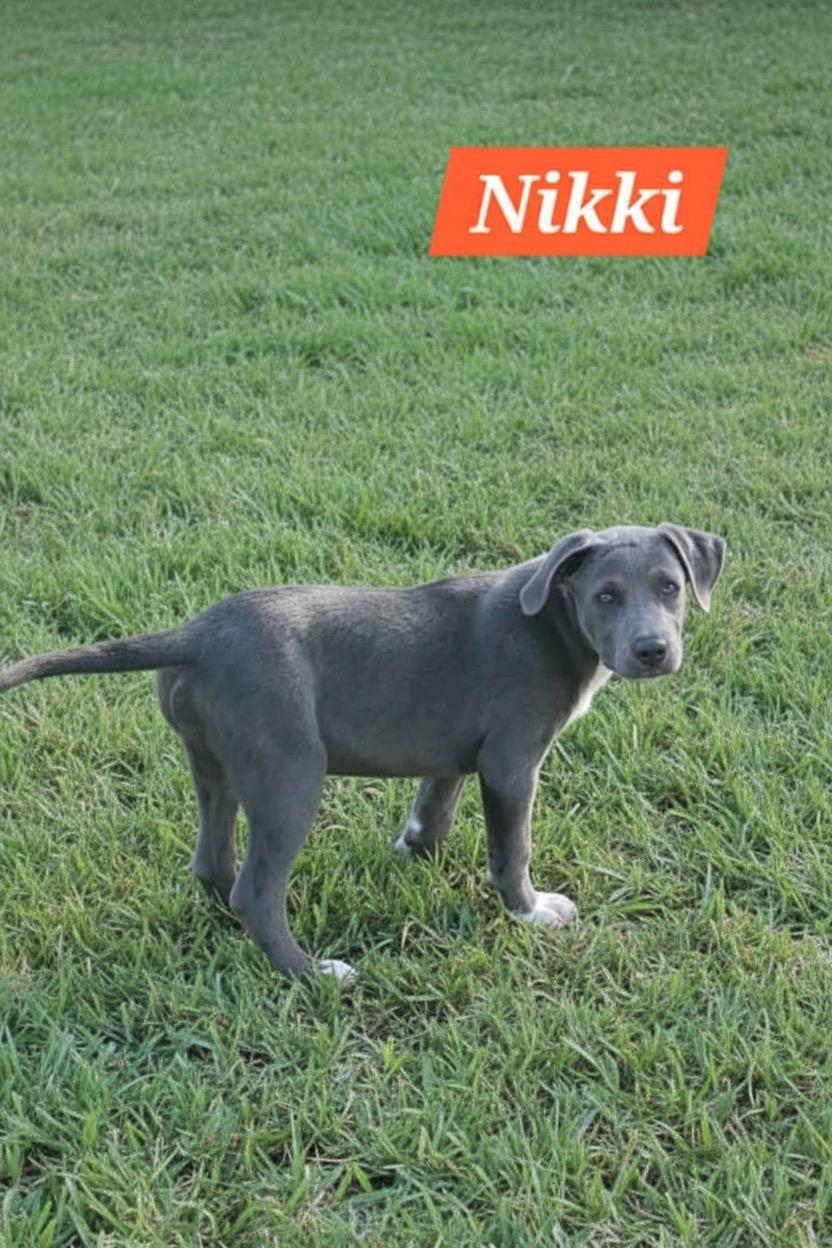 Nikki, ADOPTABLE, Puppy Female Labrador Retriever.
