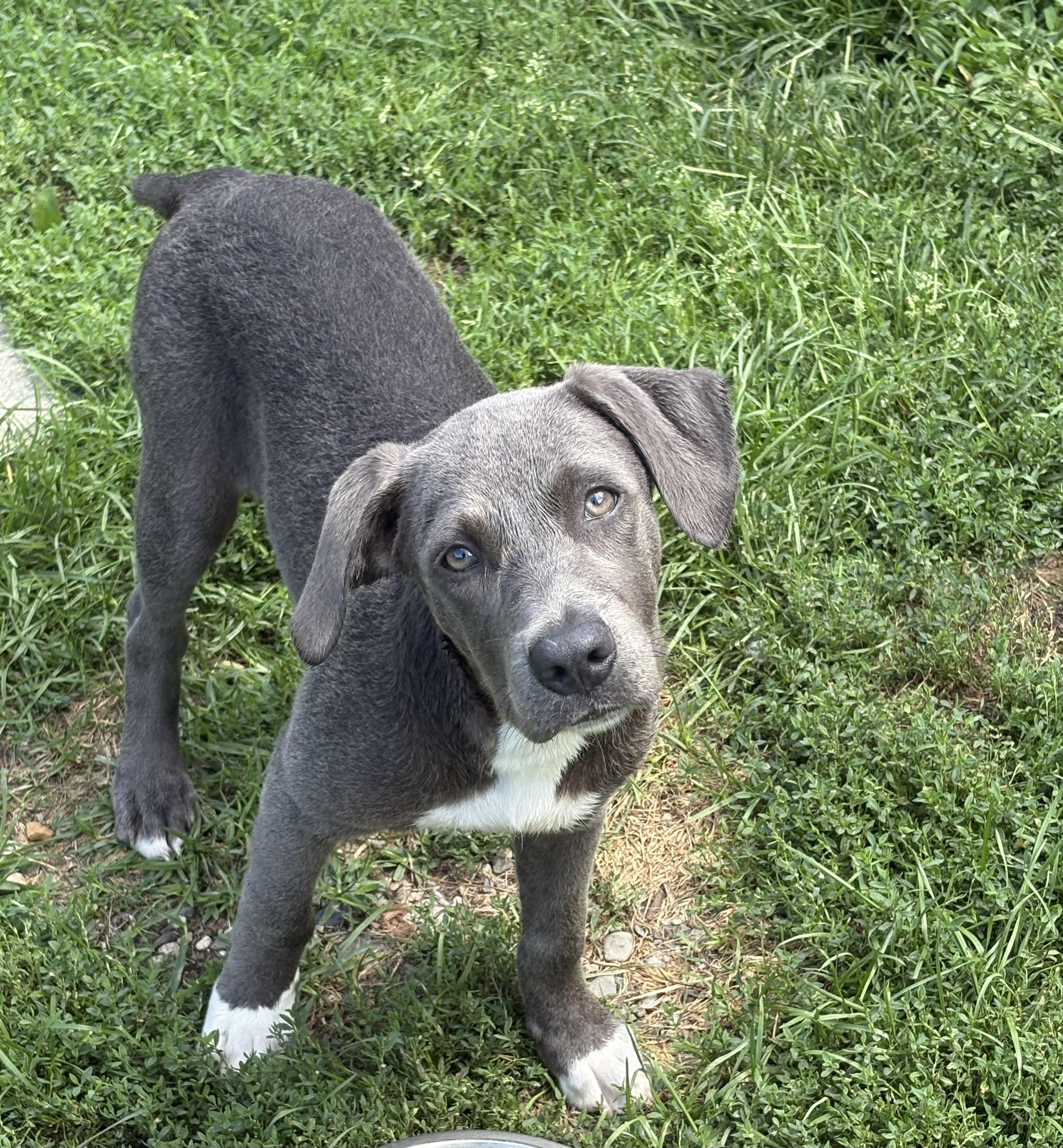 Nikki, an adopted mixed breed in Hillsdale, NY image 2/3