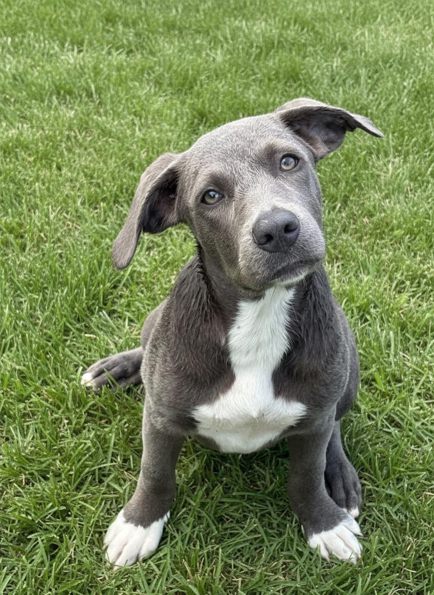 Nikki, adopted, Puppy Female Labrador Retriever.