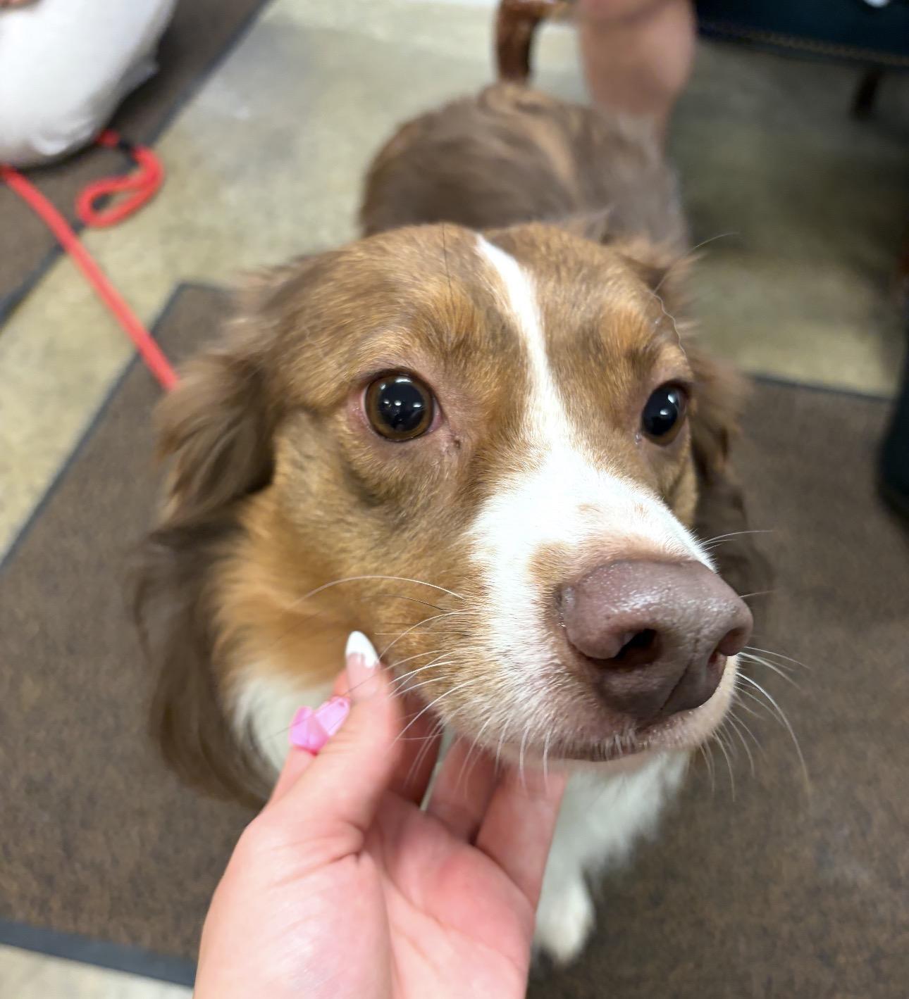 Mac, an adopted Australian Shepherd in Indiana, PA image 1/3