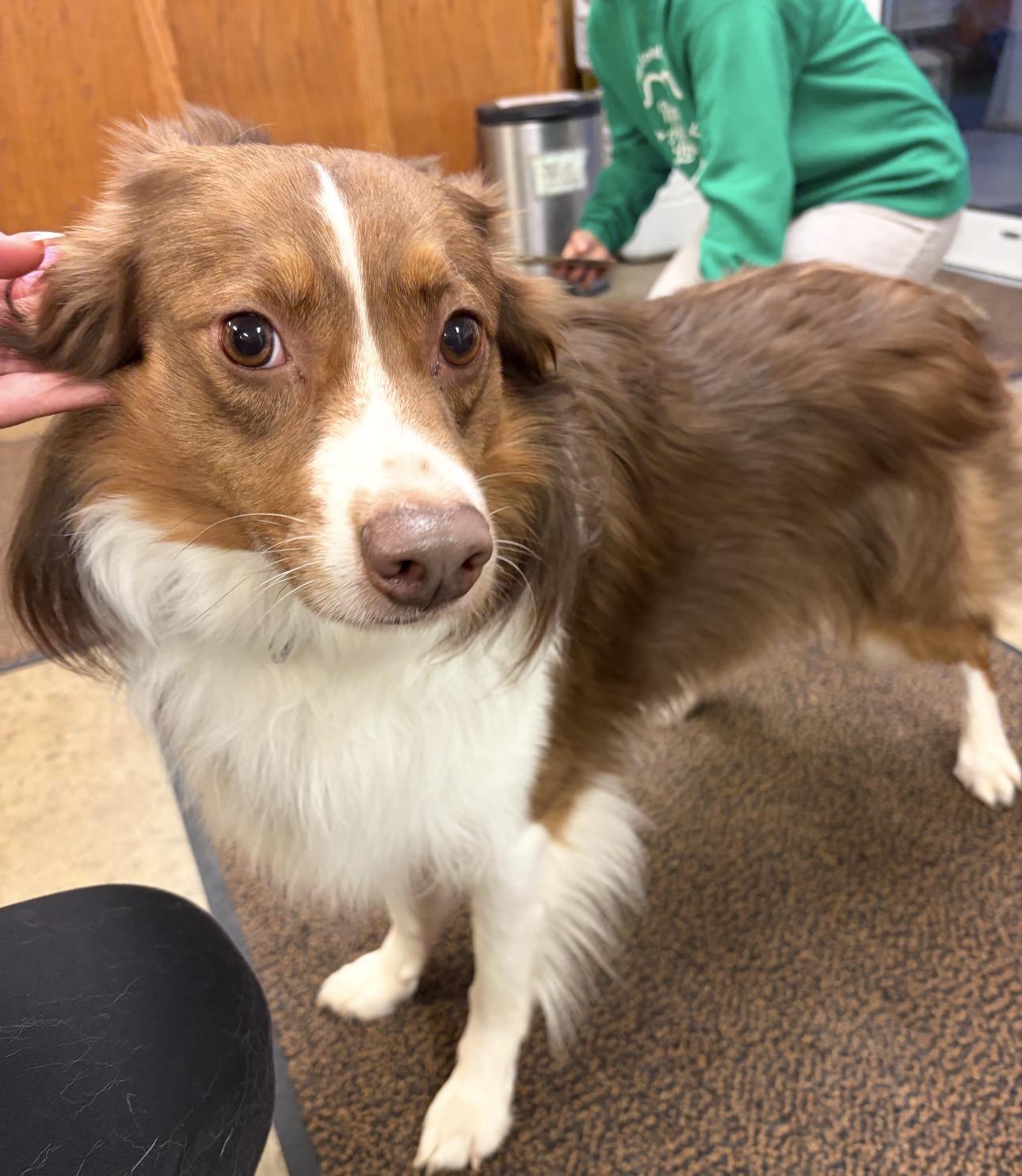 Mac, an adopted Australian Shepherd in Indiana, PA image 2/3