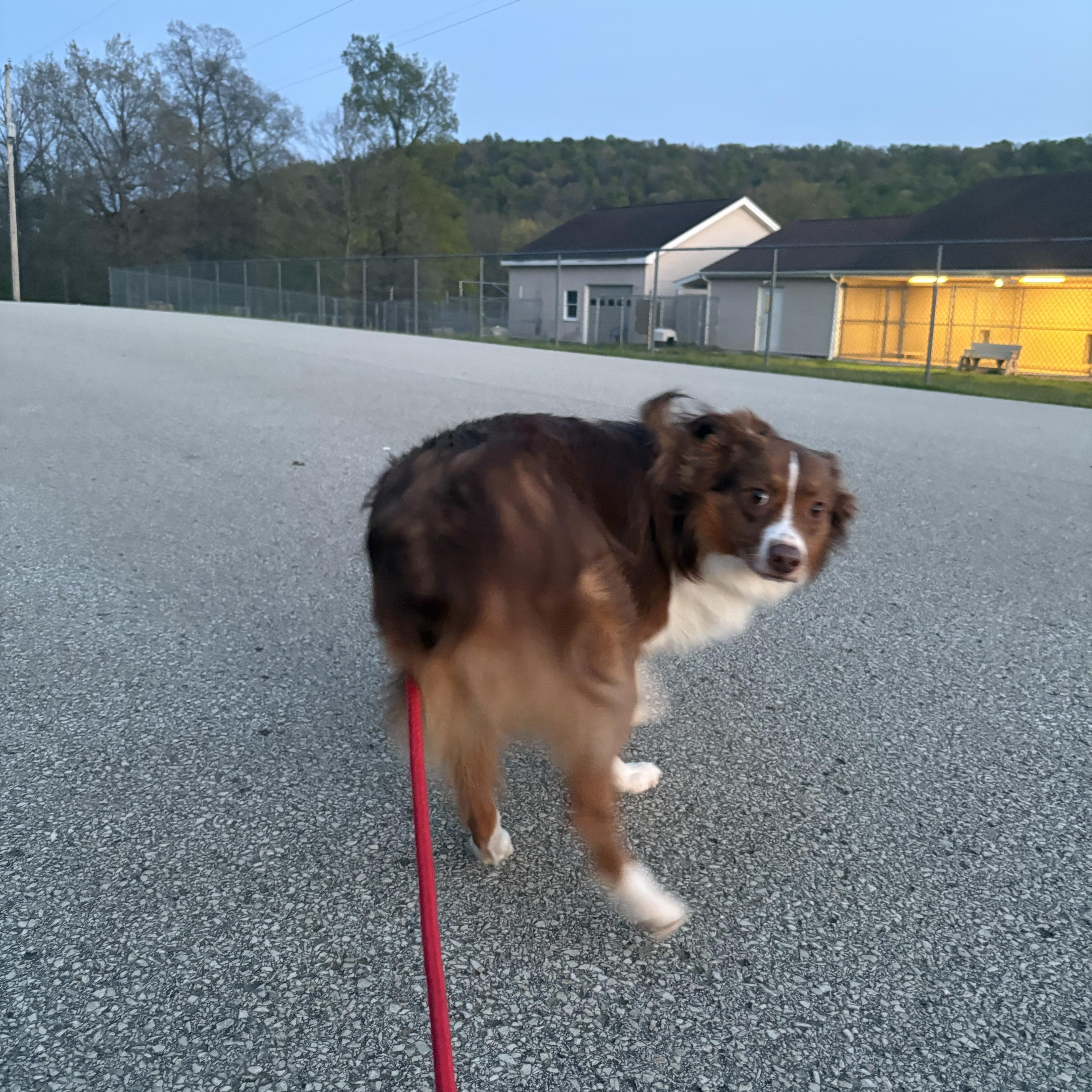 Mac, an adopted Australian Shepherd in Indiana, PA image 3/3