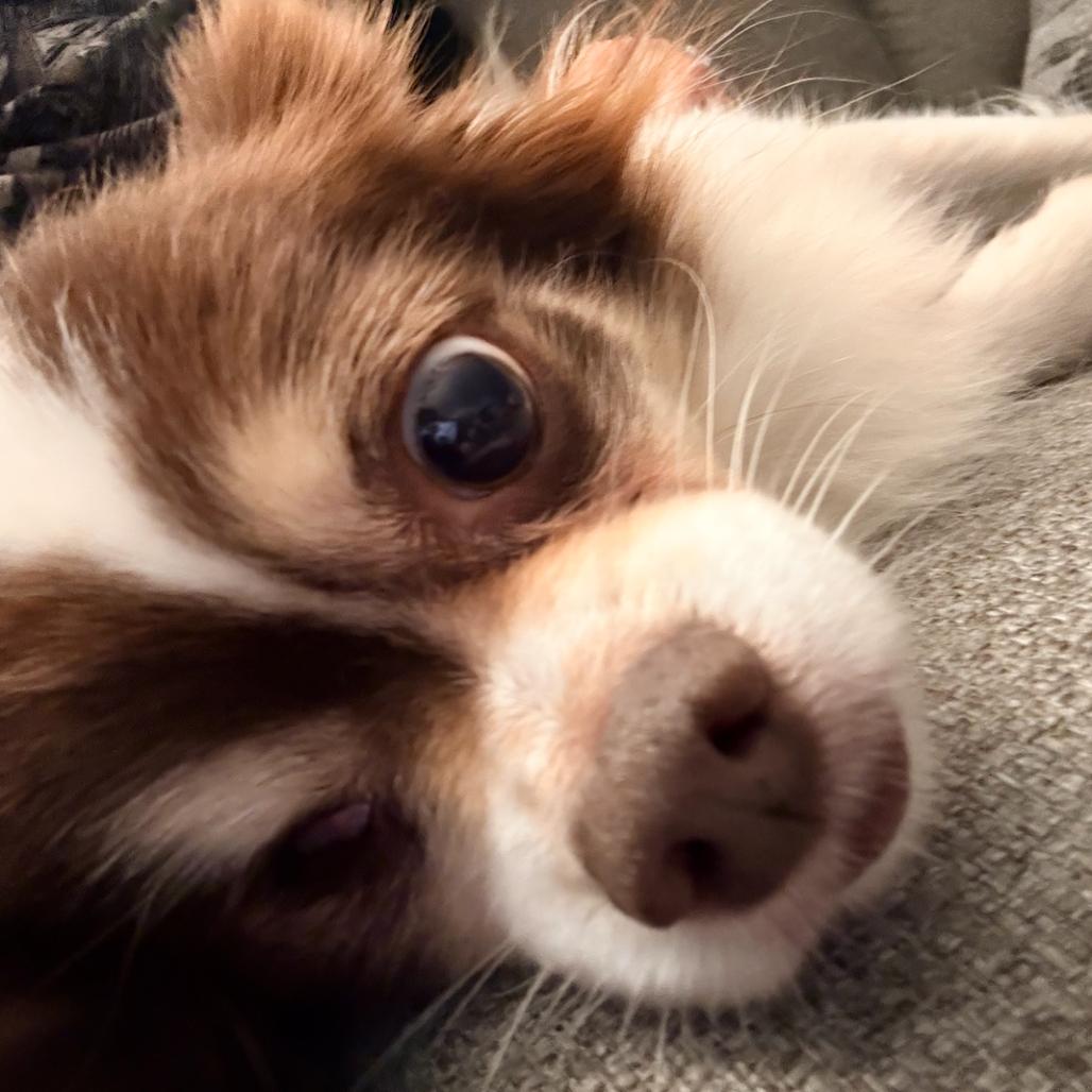 Enlarge Coby, a Adoptable Chihuahua in Raleigh, NC image 1/4