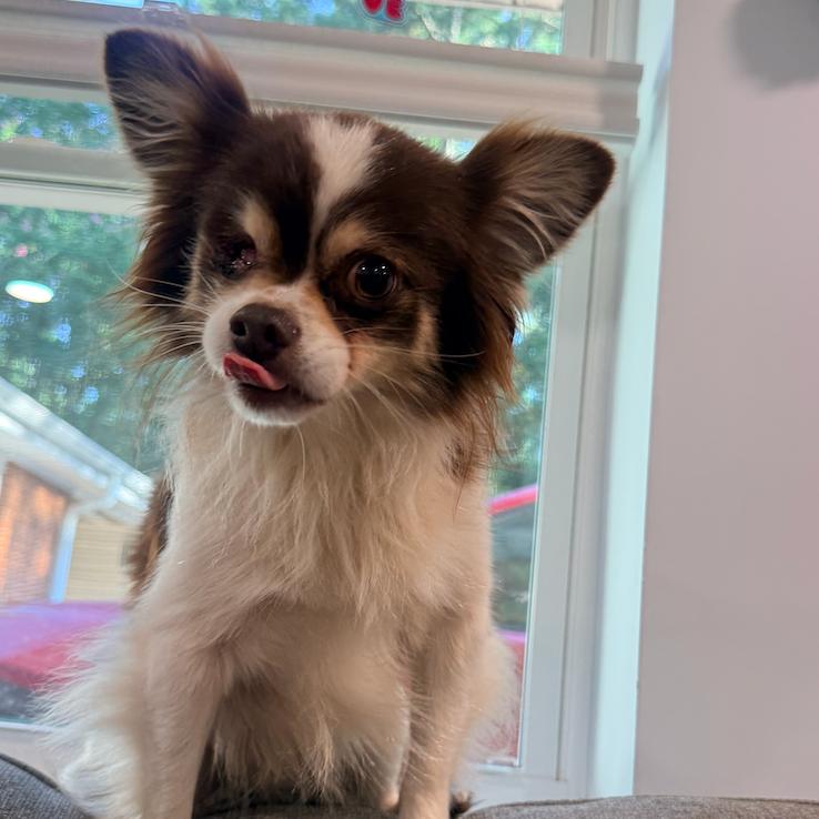 Enlarge Coby, a Adoptable Chihuahua in Raleigh, NC image 2/4