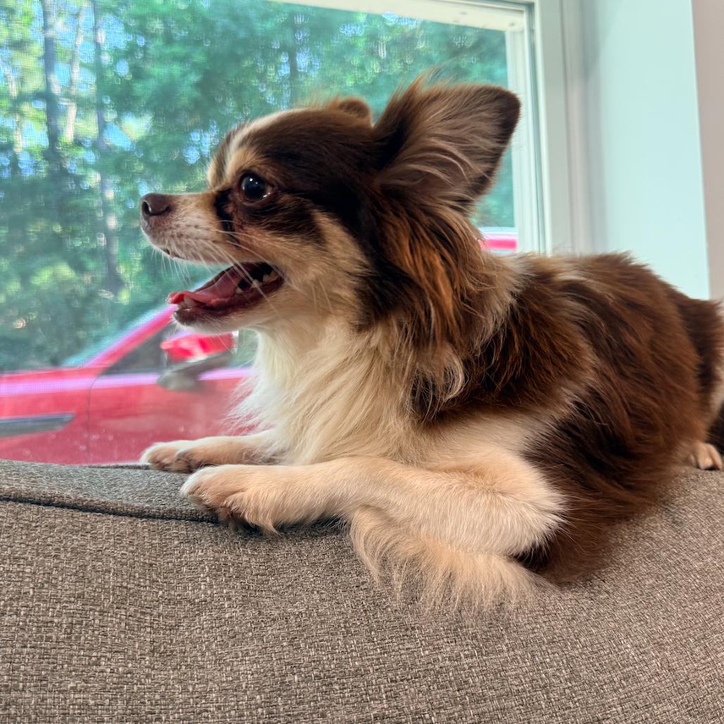Enlarge Coby, a Adoptable Chihuahua in Raleigh, NC image 4/4