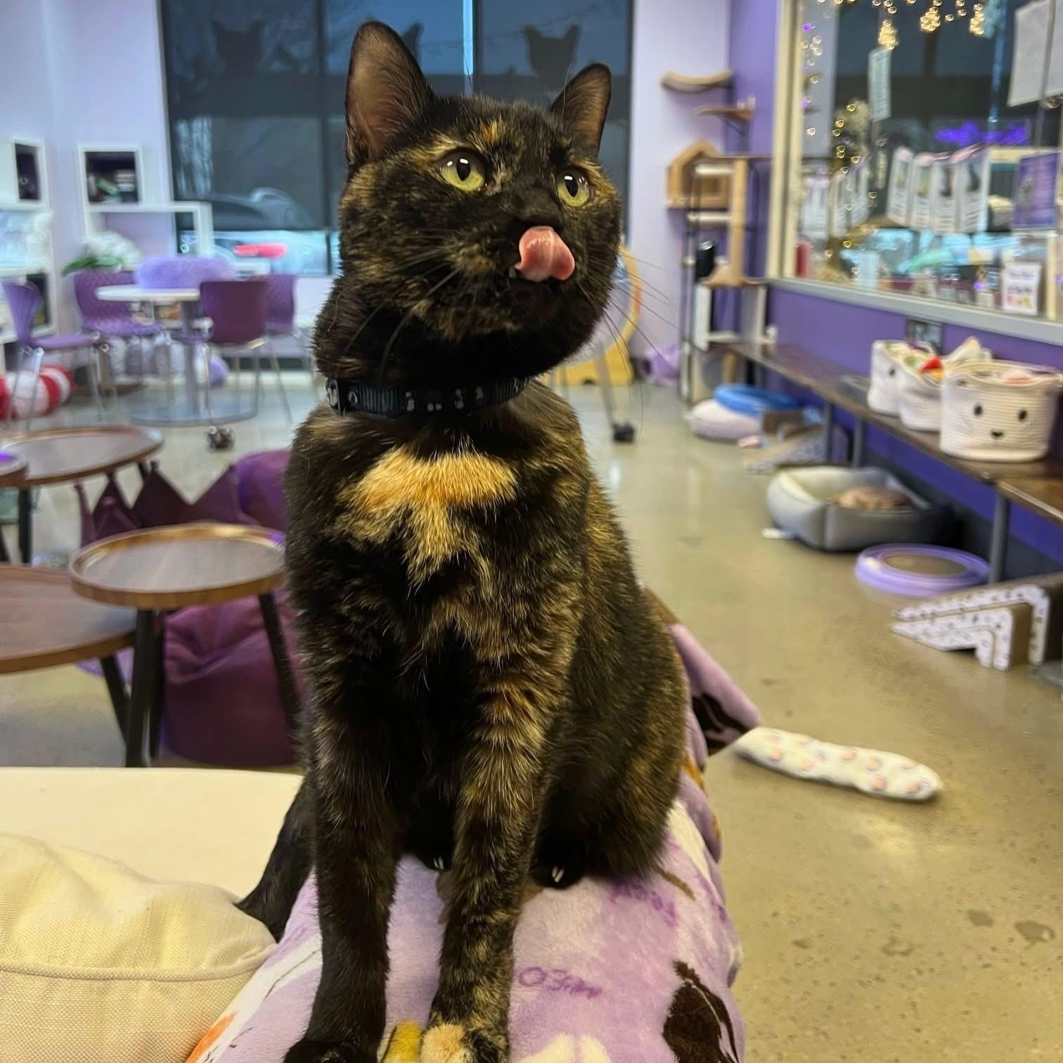 Enlarge Dixie (bonded with Pixie), a Adoptable mixed breed in Lancaster, SC image 1/3